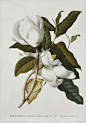 Magnolia altissima, by Georg Dionysius Ehret. Pencil, watercolour and bodycolour on vellum; 36.8 x 52.2 cm