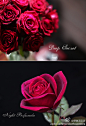 Rose Boutique：来自小型种植园 ，珍贵品种与极少产量，优雅花型与独特香味。。。首亮相——Deep Secreat(心底的秘密）与 Night Perfumela( 夜之香氛）。它们都拥有罕见颜色与五度香味，列入世界上最黑暗（darkest)的玫瑰品种。