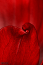 Red Curtain | Flickr - Photo Sharing!
