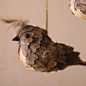 pine cone bird: 