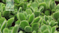 Cotyledon tomentosa 熊童子