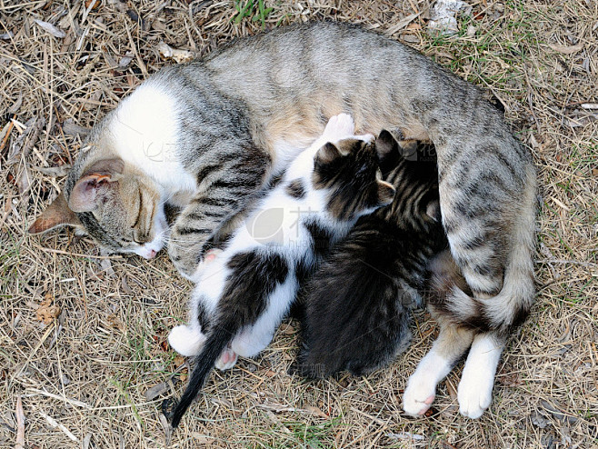 带小猫的母猫