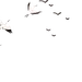 丹顶鹤