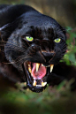 Gorgeous black panther. Wow.  In the words of Ogden Nash: "If a panther calls, don't anther."