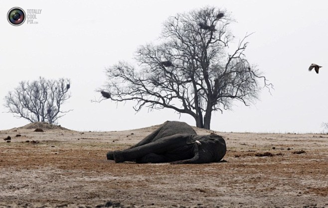 津巴布韦的万基国家公园，一只鸟在大象尸体...