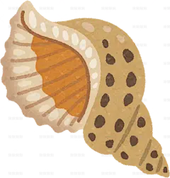 海螺壳手绘卡通插画手绘png儿童插画免扣素材