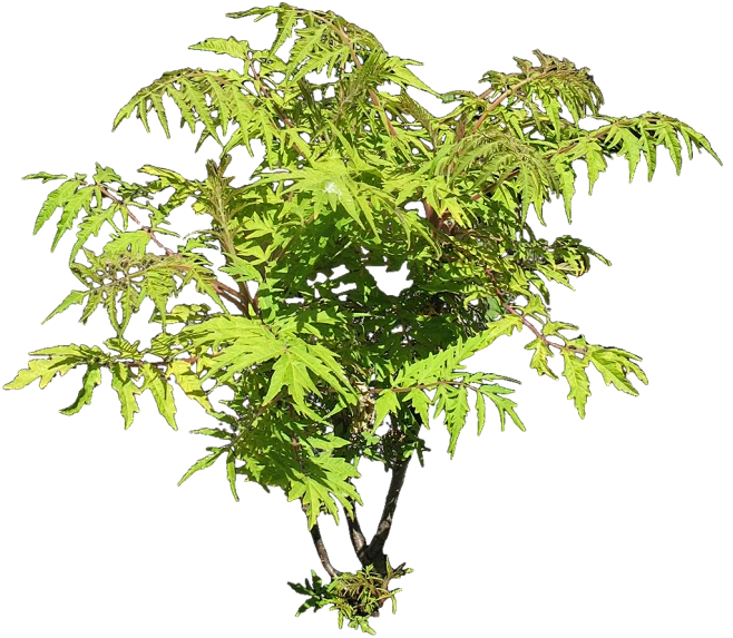火炬树06-左光照-花瓣网