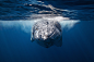 Humpback whale!www.underwater-landscape.com : This is a portfolio of Humpback whale shoot.All the photo are take around Réunion island Coast in free diving.Other shoot on my website www.rup.re