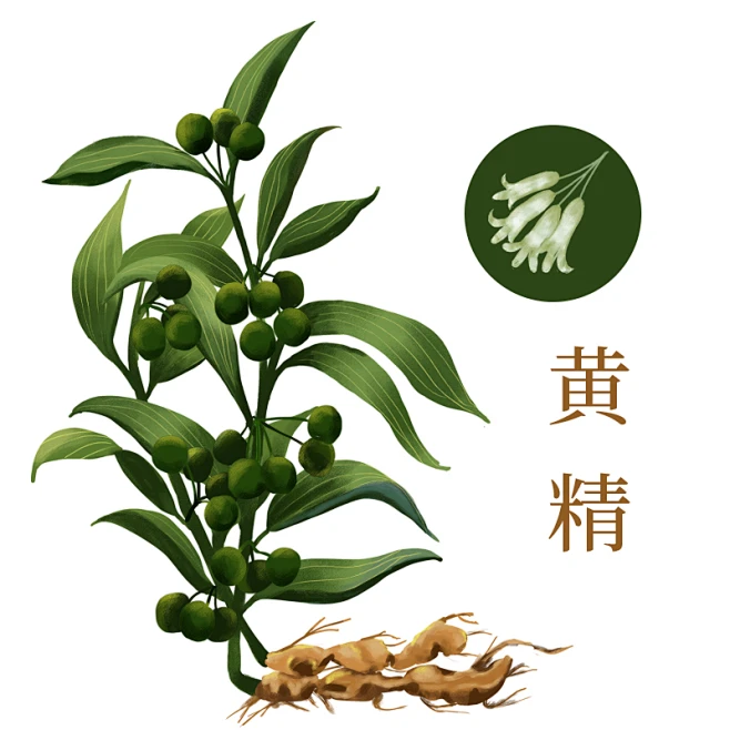 黄精-(2)-花瓣网