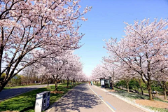 🌸沙沙沙🌸采集到Landscape|道路景观/交叉口