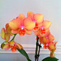 Orchids - beautiful coloration of this one