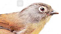 纸上彩铅-《绣眼画眉》-葱二_写实,彩铅画,葱二作品,插画,手绘,花鸟_涂鸦王国插画