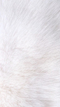 材料贴图设计White fur iPhone wallpaper