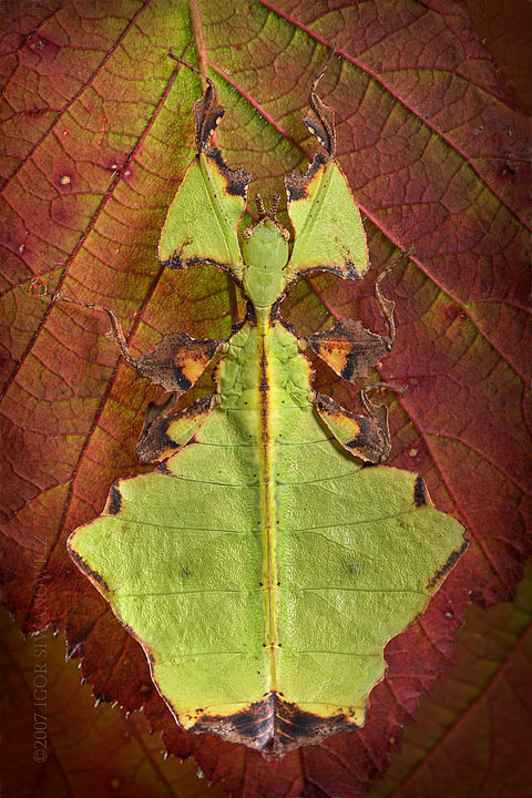 叶䗛 Phyllium giganteum