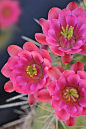 仙人掌花
