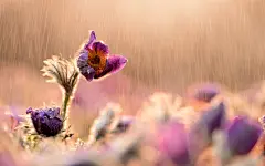 风雨中摇曳的花朵高清唯美小清新桌面壁纸(二)，是美桌网www...