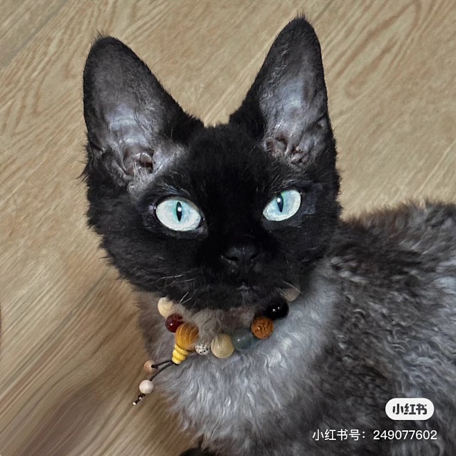 德文卷毛猫