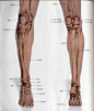 [转载]艺用人体解剖