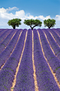 Valensole (Provence)的薰衣草