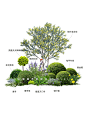 夏日的秘密花园 四季长效组团花境 - 小红书