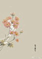 #365天生日花#  2月16日 生日花：西洋獐耳（Bird&#;039s eye Primrose），花语：贤者（Wise Man）
祝宝宝们节日快乐。 ​​​​