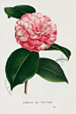 1845 Charles Lemaire Flore des Serres et des Jardin Camellia Prints