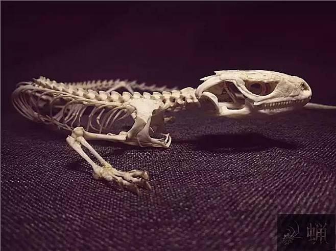 蜥蜴骨骼模型