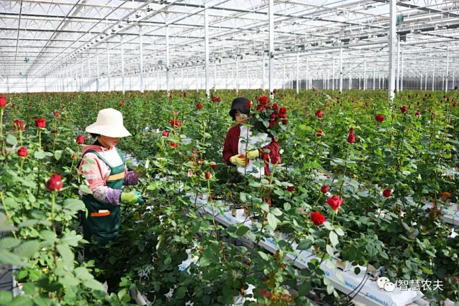 日产量30万枝中国最大的高科技玫瑰种植温室投产