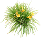 萱草07