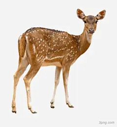 梅花鹿侧面梅花鹿|梅花鹿|鹿|小鹿|鹿素材|小鹿素材|设计|野生动物|梅花鹿侧面|梅花|水墨梅花|小鹿两只梅花鹿|灯笼梅花|梅花鹿花|小鹿梅花鹿|梅花挂灯笼|梅花鹿51|梅花花枝|梅花边框|古典梅花|梅花手绘|梅花折扇|梅花花纹|梅花鹿72|木雕梅花鹿|手绘梅花鹿|梅花鹿8|两头梅花鹿|花瓣梅花