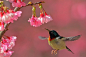 春花鸟语 …
