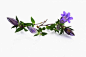 Gentiana Scabra Root Extract;龙胆根