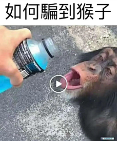 ^我不是污龟^采集到表情包