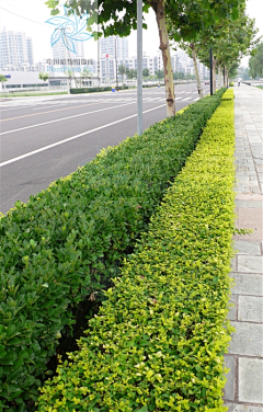 顾慕兰采集到植物品种