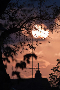 橘子orange橘子采集到思朝思夕思日月