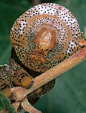 狮身人面巨蛾 (Eumorpha typhon) 幼虫的脸部特写