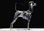 mohammx-h-attaran-poodle010.jpg (1920×1382)