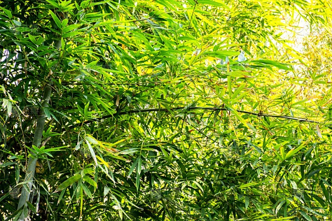 低角度的竹树与阳光。素材-花瓣网