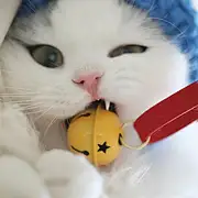 修罗与仙女