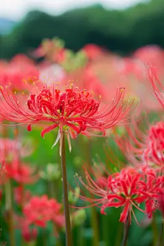 姹紫嫣红的曼珠沙华彼岸花摄影图片