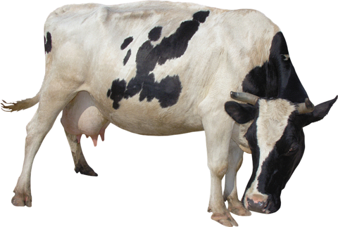 cow png