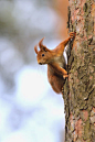Close-up portrait of Red Squirrel (Sciurus vulgaris) on Tree trunk, Hesse, Germany