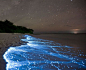 Bioluminescent Phytoplankton  Vaadhoo Island