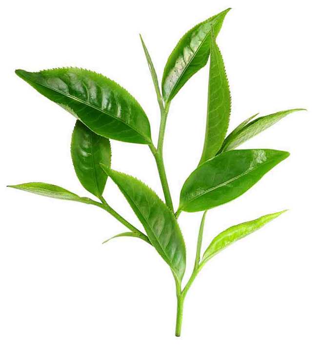 茶树