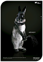 vetoquinol创意平面广告—可爱的小兔子