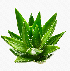 我从来不存在采集到芦荟