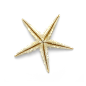 超高清 海星 海螺 贝壳 珊瑚 海马等 航洋生物主题 png元素 starfish-1