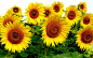 General 2200x1375 nature sunflowers