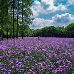 xingjianshikun采集到花海设计