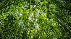 高清晰俯拍的绿色竹林壁纸图片